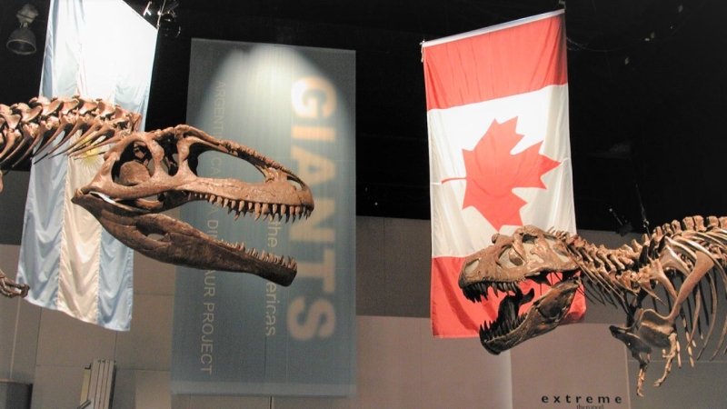 carcharodontosaur (left) and a tyrannosaur (right)