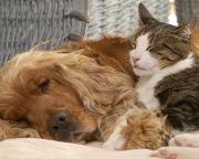 A kutyák és a macskák általában harmóniában élnek egymással