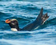Először követték nyomon a fjordlandi pingvinek vándorlását