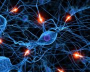 Újfajta neuront találtak az emberi agyban