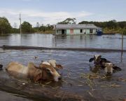 Egyre gyakoribbak a rendkívül súlyos áradások az Amazonason