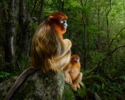   Távolba meredő piszeorrú majmokat ábrázol az év természetfotója