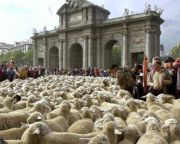 Birkafelvonulást rendeztek a vándorlegeltetésért Madridban
