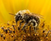 A termőföldek negyedének virágzó növényekkel való bevetése megmenthetné a méheket