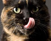 Csúcstechnológiás hajkefeként működik a macskák nyelve