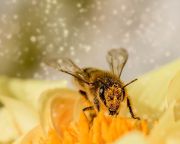  Nagy István: a méhészetnek fontos szerepe van a vidékfejlesztésben