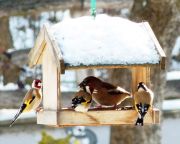 Állatvédők: életmentő lehet az áttelelő madarak etetése