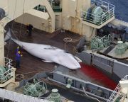 Környezetvédők, hírességek nyílt levélben szólították fel Japánt a bálnavadászat leállítására