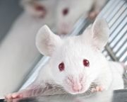 Károsodott idegsejteket javítottak ki két állatkísérletben