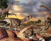 A kemény héjú tojás 200 millió éves evolúciós találmány