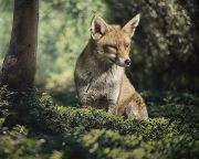 Indul a vadon élő rókák tavaszi veszettség elleni vakcinázása