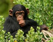 A súlyosan veszélyeztetett nyugati-afrikai csimpánzok többsége a védett területeken kívül él
