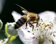 A növényvédelmi előírások betartására int a Nébih a méhek védelme érdekében