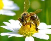 Idén is felmérik a méhpusztulások kockázatát