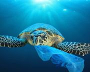 Jelentősen megnőtt a nyílt óceánban lévő műanyaghulladék mennyisége