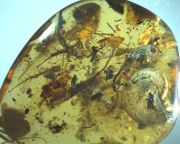 Csaknem 100 millió éves, tengeri puhatestűt magába záró borostyánkövet találtak