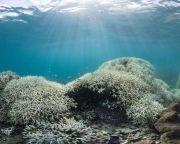 A korallzátonyok fehéredése megváltoztatja a helyi halközösségek összetételét