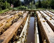 AM: jövedelempótló támogatást igényelhetnek a méhészek