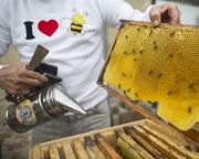  Az agrártárca a méhpusztulási esetek jelentését várja a méhészektől