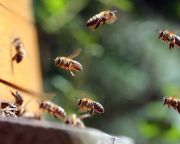 Méhészeti Egyesület: a hőség sem kedvez a méhészetnek