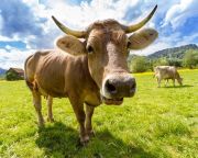 Van lehetőség a szarvasmarhák metánkibocsátásának csökkentésére 