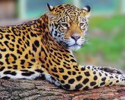 Törvény által biztosított jogokat követelnek a jaguároknak környezetvédők Dél-Amerikában