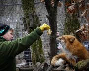  A világ egyik legrangosabb szakmai szervezetének teljes jogú tagjává vált a Pécsi Állatkert