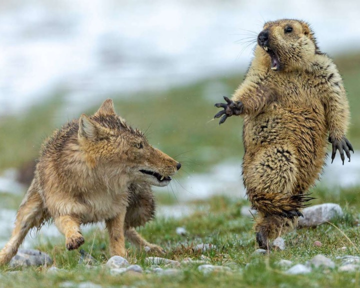 Mormotára támadó róka fotójával nyerte az év természetfotósa díjat egy kínai versenyző