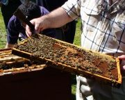 Hiánycikk lesz az akácméz – méhészek szakmai napja Mecsekfalun