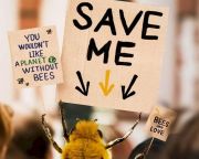 Internetes kedvenc lett a méhek megmentéséért kampányoló méhecske
