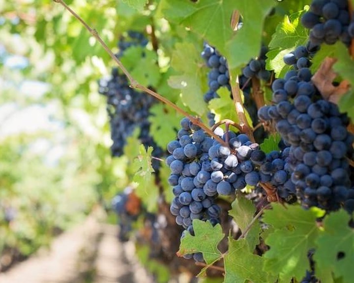 Agrárminisztérium: meghaladhatja a 400 ezer tonnát az idei szőlőtermés