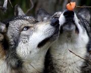 Meglepte a kutatókat, hogy farkaskölykökkel is lehet labdázni