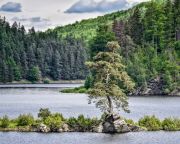 Nyolcadik helyen végzett a Kaposvári szabadságfa az Európai Év Fája versenyben