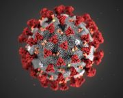 Természetes eredetű az új vírus, nem laboratóriumi manipulációból származik