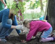 Húszezernél is több fát ültettek tavasszal a 10 millió Fa közösség tagjai