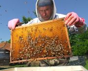 Méhpusztulást okozó betegség elleni készítmény fejlesztésére nyert támogatást egy pécsi cég