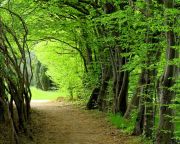 Az Erdő álma címmel hirdetett szépirodalmi pályázatot az idén a debreceni Nagyerdőért egyesület