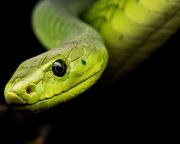 A kígyók hőlátó képessége segítheti a retina gyógyítását