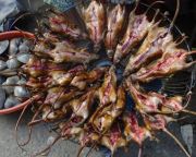 Emberre nem veszélyes koronavírustörzseket mutattak ki vietnami patkányhúsban