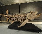 Hetvenmillió éves óriáshal kövületét fedezték fel Argentínában