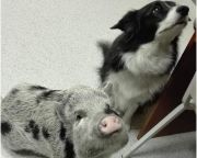 A malacok a kutyákhoz hasonlóan képesek kommunikálni az emberrel