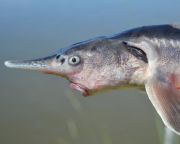 Életképes halhibridet hoztak létre magyar kutatók