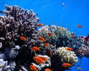 A hőmérséklet emelkedésének ellenálló korallokat fedeztek fel a Vörös-tengerben