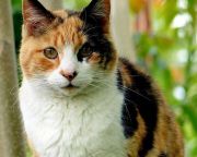 Tizenkét év után került elő egy családi nyaraláson eltűnt macska Nagy-Britanniában