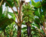 Az ausztrál őslakosok már több mint 2000 éve termesztettek banánt