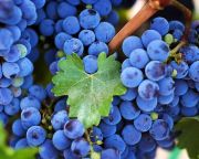 Hamarosan szüretelik a villányi borvidék jellegzetes kékszőlőfajtáit