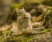 A Mesék a mókus világból nyerte a gödöllői természetfilm fesztivál fődíját
