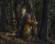 Fát ölelő tigrisről készült az év természetfotója 2020-ban