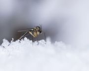 Az Antarktiszon megjelentek a közönséges szúnyogok