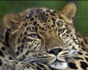  Jelentősen megnövekedett az észak-kínai leopárdok populációja